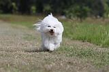 BICHON FRISE 492